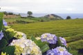 White and blue hydrangeas on the background of tea fields. Royalty Free Stock Photo