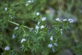 Sherardia arvensis in bloom Royalty Free Stock Photo