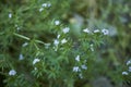 Sherardia arvensis in bloom Royalty Free Stock Photo