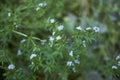 Sherardia arvensis in bloom