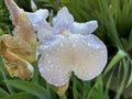 White blue Iris flower, Iris germanica, with transparent water drops after summer rain. Royalty Free Stock Photo