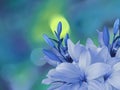 White-blue lilies flowers,on the bright blurred background with round turquoise, yellow highlights. Closeup. Bright floral com