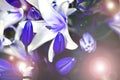 White, blue, lilies, flowers, romance, evening, stars, candles, love, bouquet, postcard, buds