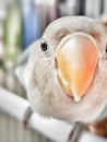 White Blue Lovebird Royalty Free Stock Photo