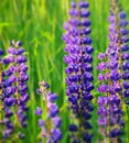 White and blue lupine flowers blooming on a green meadow background. Stock Photo