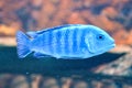 White and blue mouthbrooder fish Royalty Free Stock Photo