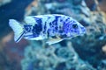 White and blue mouthbrooder fish Royalty Free Stock Photo