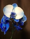 White with blue orchid flower on branch