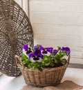 White blue pansy seedlings