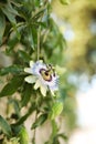 White and blue passion flower blooming on day Royalty Free Stock Photo