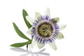 White blue passion flower Passiflora caerulea