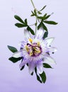 White blue passion flower Passiflora caerulea Royalty Free Stock Photo