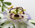 White blue passion flower Passiflora caerulea Royalty Free Stock Photo