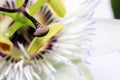 white blue passion flower Passiflora caerulea Royalty Free Stock Photo