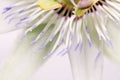 white blue passion flower Passiflora caerulea Royalty Free Stock Photo