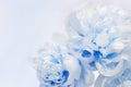 White blue peonies close up on wood with copy space for congratulations. Holiday background