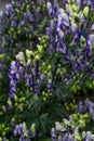 white blue purple monkshood, aconite flowers, wolfsbane on a green bush, perennial herb