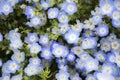 Closeup blue and white nemophila flowers field in hitachi seaside park japan Royalty Free Stock Photo