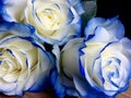 White and blue roses