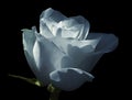 White-blue rose. Flower on a black isolated background . Close-up. Shot of light blue flower. Royalty Free Stock Photo