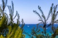 A white and blue sailing boat in the sea on a sunny day framed by pine trees Royalty Free Stock Photo