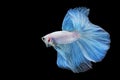 White blue Siamese betta fighting fish beautiful luxury movement dance power over isolated black background. Animal hobby Royalty Free Stock Photo