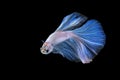 White blue Siamese betta fighting fish beautiful luxury movement dance power over isolated black background. Animal hobby Royalty Free Stock Photo