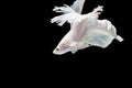 White Siamese betta fighting fish beautiful luxury movement dance power over isolated black background. Animal hobby Royalty Free Stock Photo