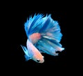 White and blue siamese fighting fish, betta fish isolated on bla Royalty Free Stock Photo