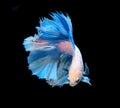 White and blue siamese fighting fish, betta fish isolated on bla Royalty Free Stock Photo