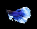 White and blue siamese fighting fish, betta fish isolated on bla Royalty Free Stock Photo