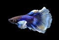 White and blue siamese fighting fish, betta fish isolated on bla Royalty Free Stock Photo