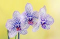 White with blue spots branch orchid flowers, Orchidaceae, Phalaenopsis known as the Moth Orchid Royalty Free Stock Photo