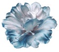 White-blue  tulip flower  on white isolated background with clipping path. Closeup. For design. Royalty Free Stock Photo