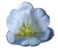 White-blue tulip flower on isolated white background with clipping path without shadows. Close-up. For design. Royalty Free Stock Photo