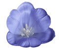 White-blue tulip flower on isolated white background with clipping path without shadows. Close-up. For design. Royalty Free Stock Photo