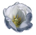 White-blue tulip flower on isolated white background with clipping path without shadows. Close-up. For design. Royalty Free Stock Photo