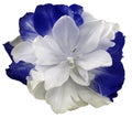 White-blue tulip flower on white isolated background with clipping path. no shadows. Closeup.