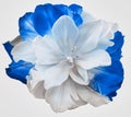 White-blue tulip flower  on white isolated background with clipping path.  no shadows. Closeup. Royalty Free Stock Photo