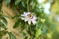 White and blue unusual passion flower blooming