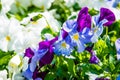 White, blue and violet pansy flowers Royalty Free Stock Photo
