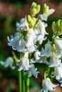 White bluebells flower in spring forest