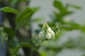 White blueberry flowers on a branch Royalty Free Stock Photo