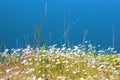 White Bluets on Blue Background