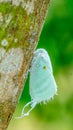 White bluish moth on a tree