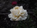 White blushing peony flower