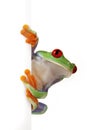 White Board Frog Royalty Free Stock Photo