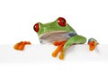 White Board Frog Royalty Free Stock Photo