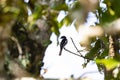 Bar - winged Flycatcher - Shrike