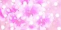 White bokeh on pink color background . abstract circle pattern on gardient multi coclor